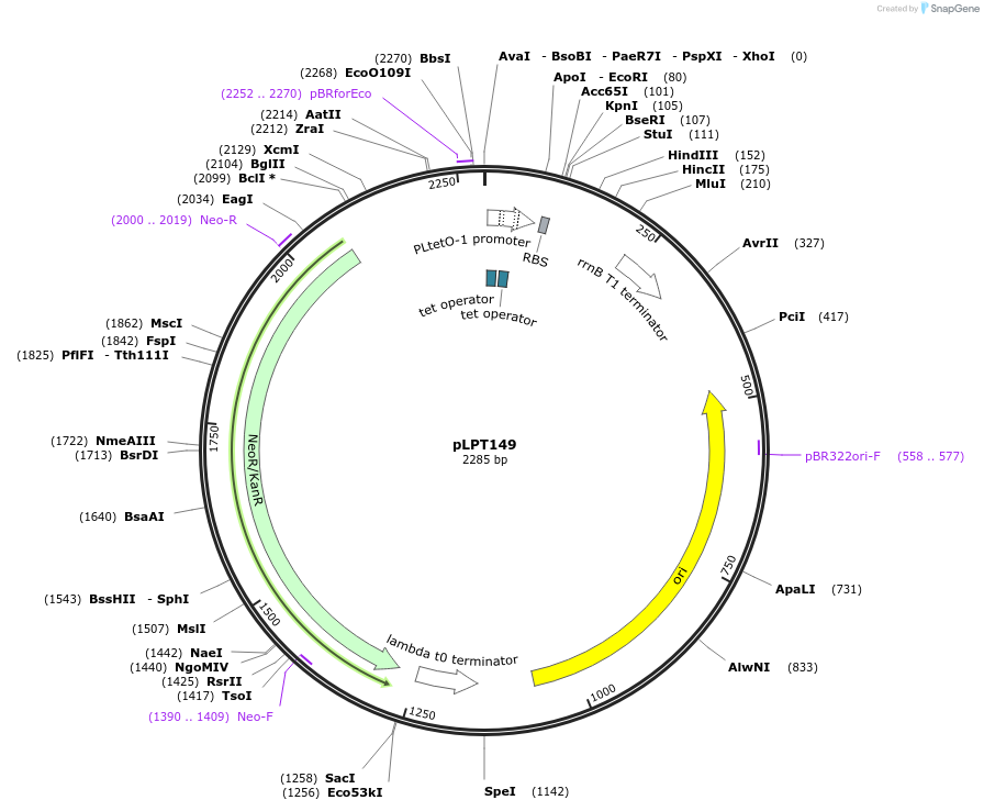 85529-plasmid-map-sequence-id-168532