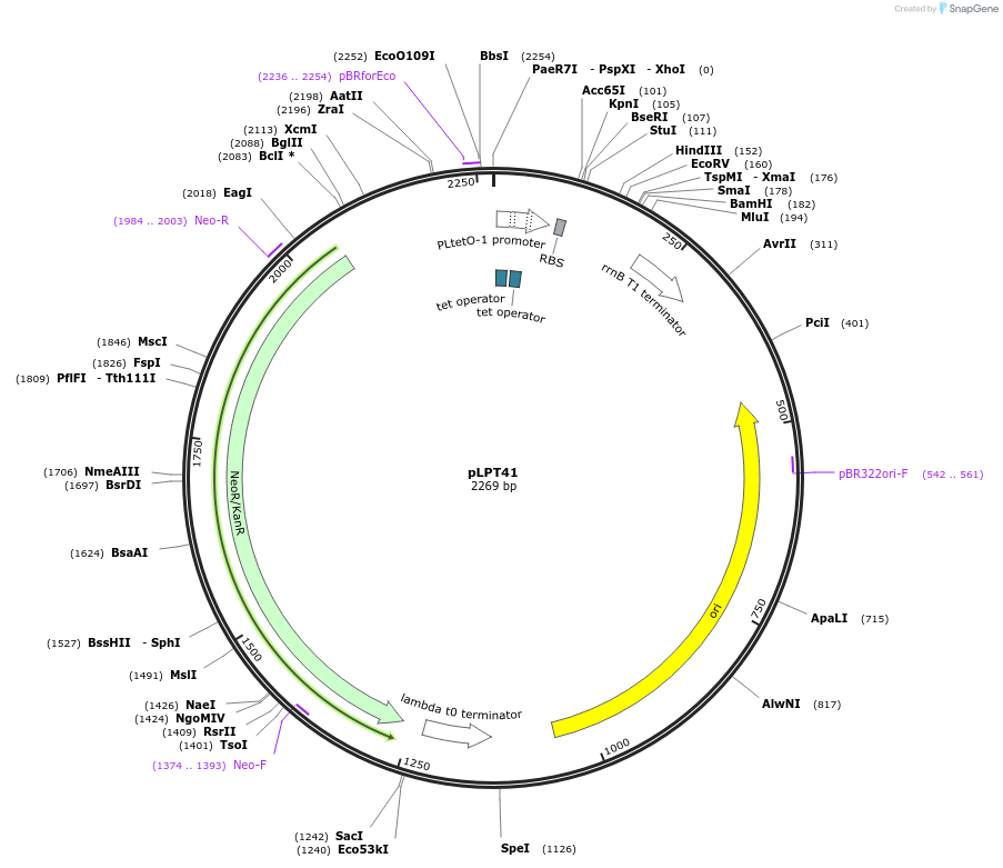 85524-plasmid-map-sequence-id-168534