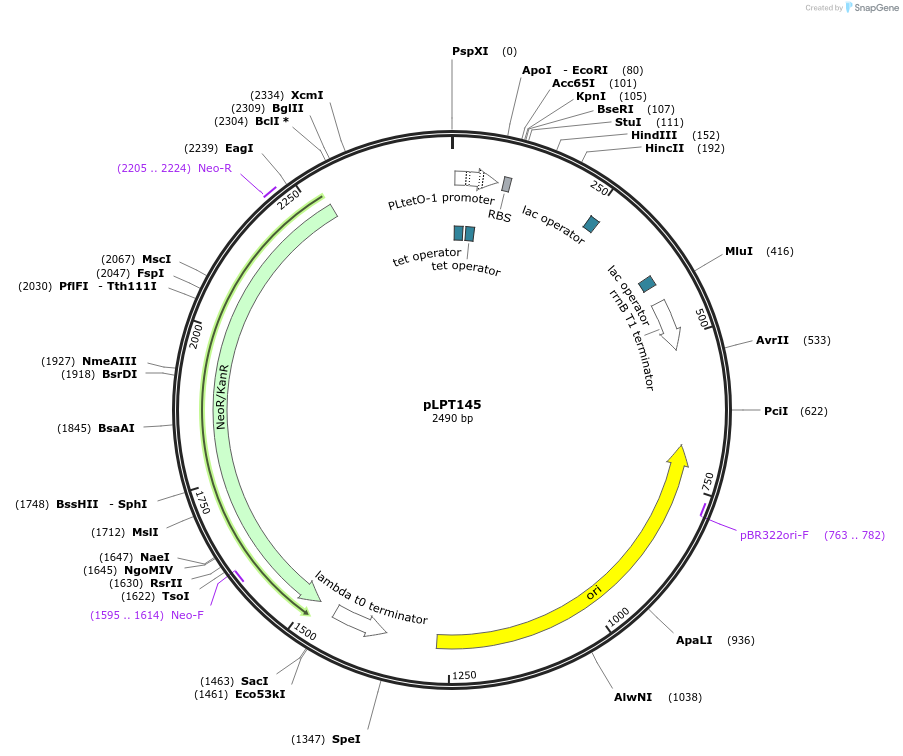 85527-plasmid-map-sequence-id-168539