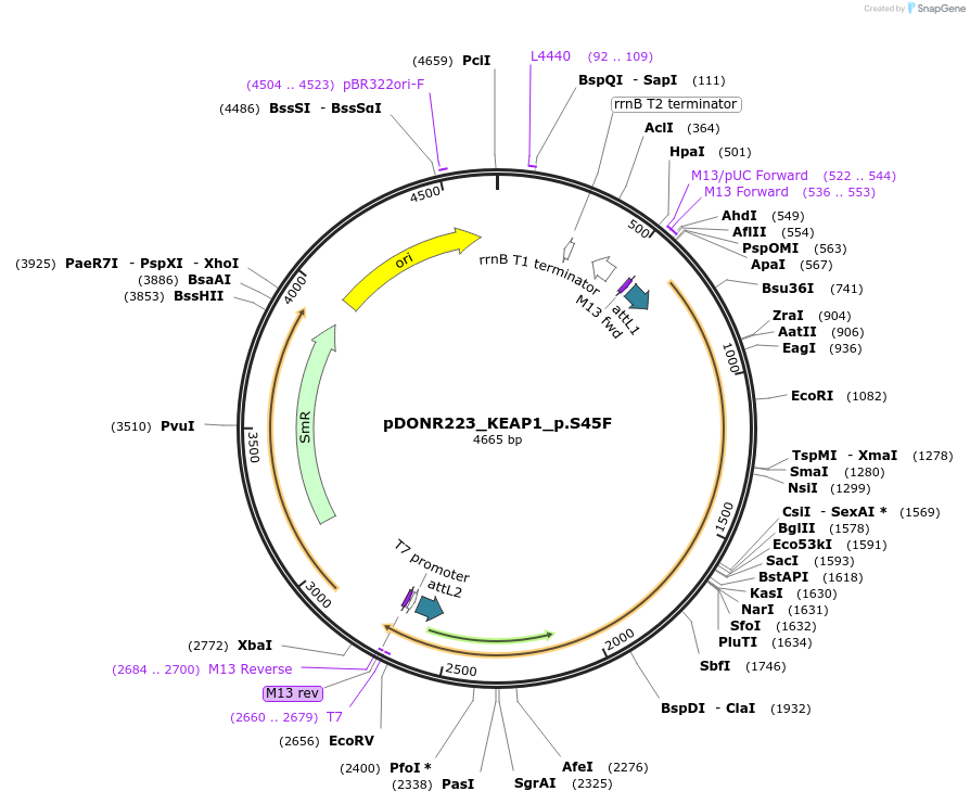 81496-plasmid-map-sequence-id-168607
