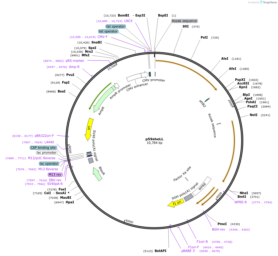 40628-plasmid-map-sequence-id-168654