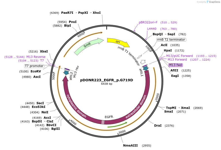 81708-plasmid-map-sequence-id-168660