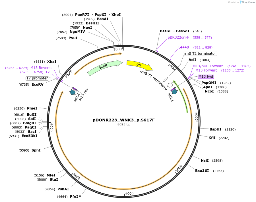 81709-plasmid-map-sequence-id-168662