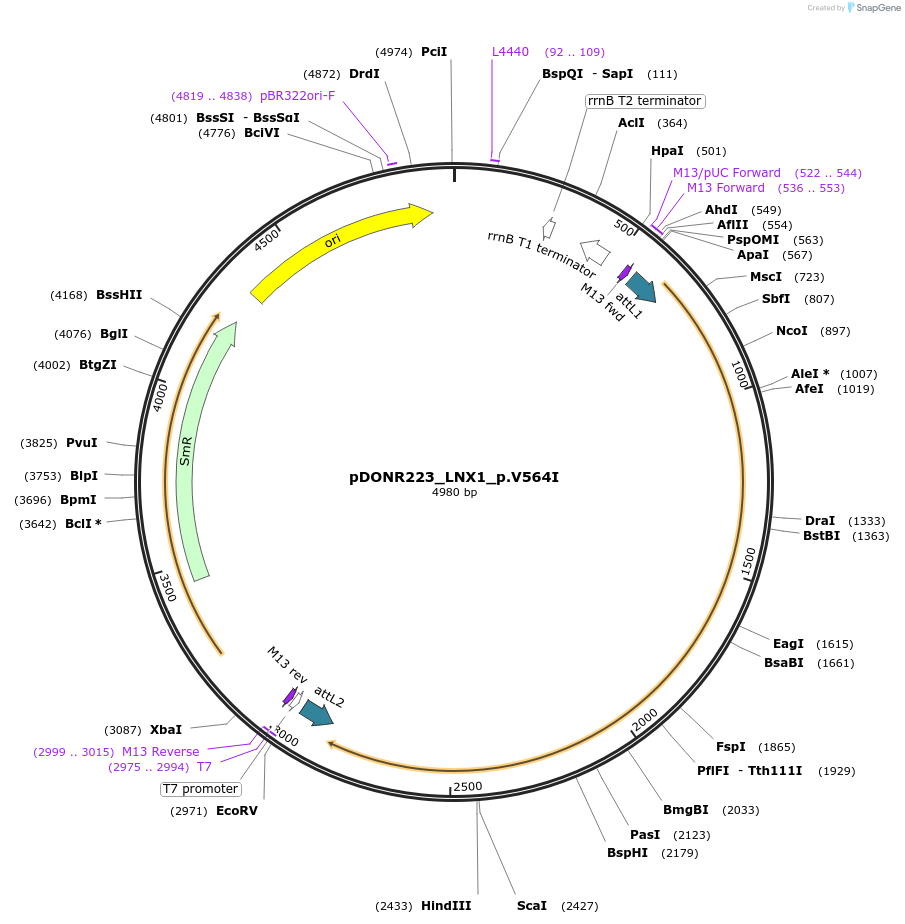 81521-plasmid-map-sequence-id-168675