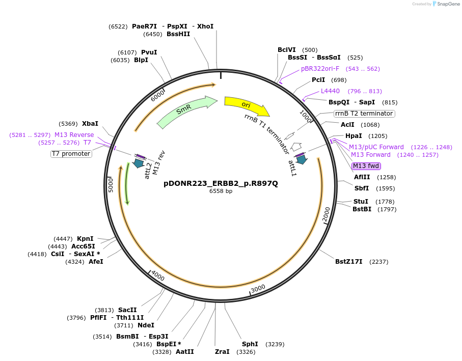 81714-plasmid-map-sequence-id-168685