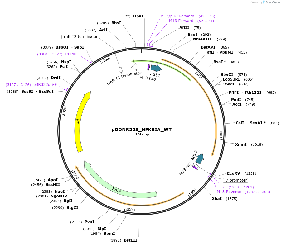 81833-plasmid-map-sequence-id-168688
