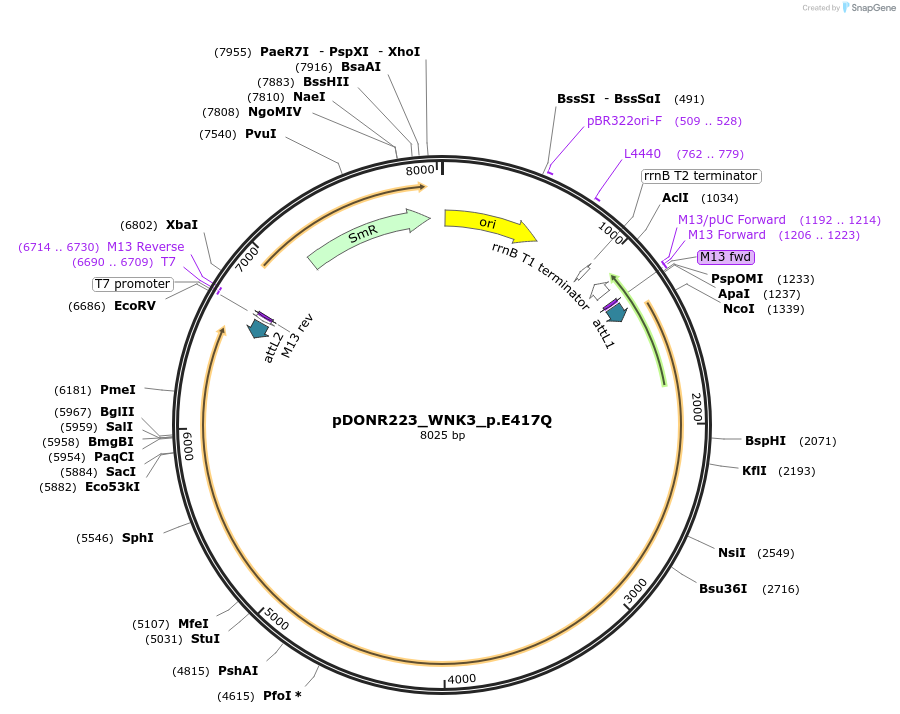 81716-plasmid-map-sequence-id-168693