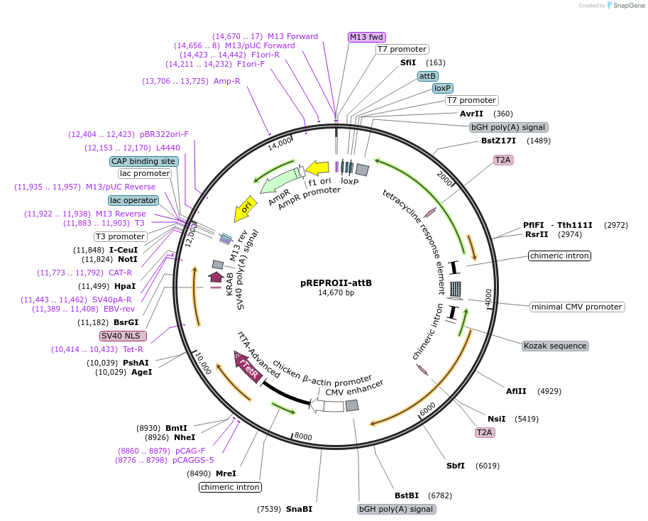 86557-plasmid-map-sequence-id-168723