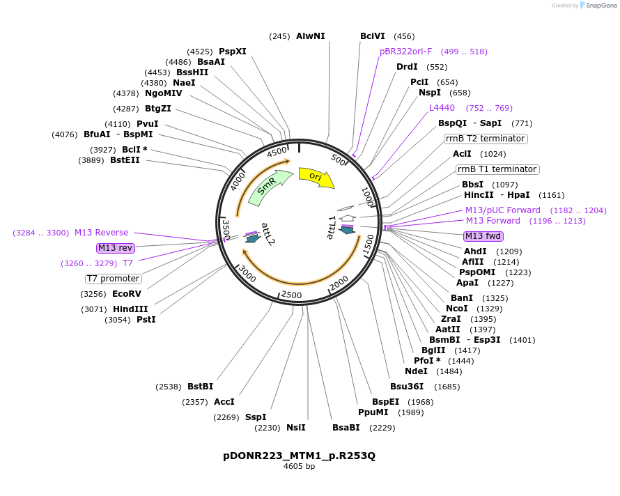 81724-plasmid-map-sequence-id-168755