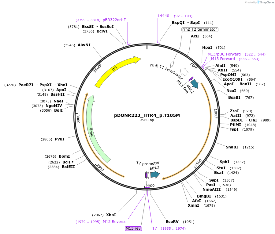 81731-plasmid-map-sequence-id-168799