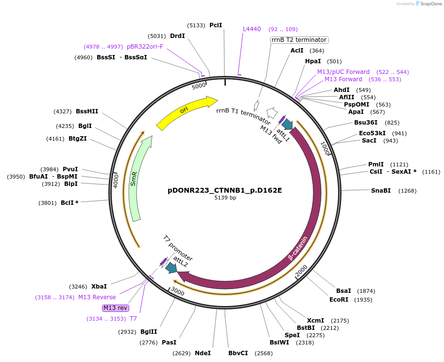 81732-plasmid-map-sequence-id-168801