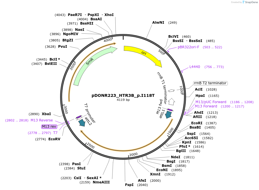 81730-plasmid-map-sequence-id-168816