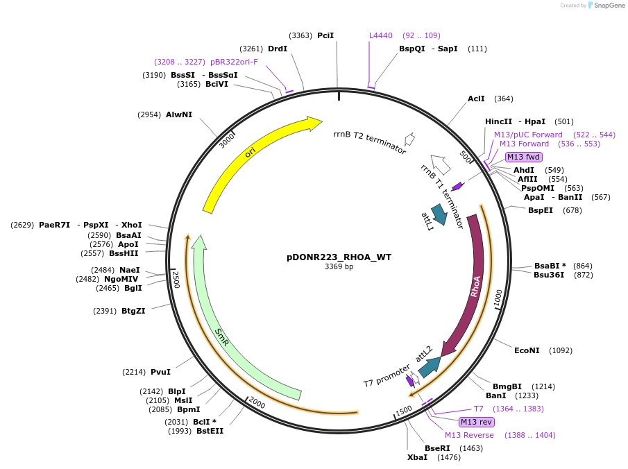 81739-plasmid-map-sequence-id-168818