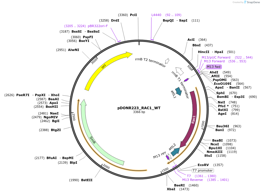 81749-plasmid-map-sequence-id-168837