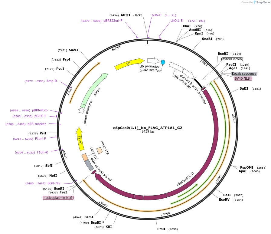 86610-plasmid-map-sequence-id-168846