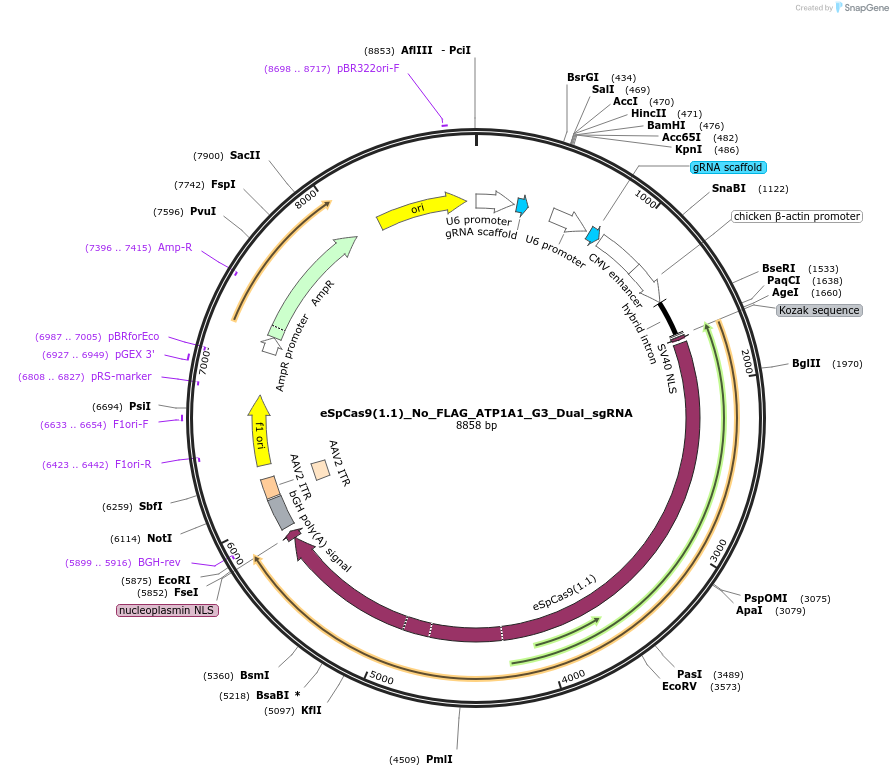 86613-plasmid-map-sequence-id-168851