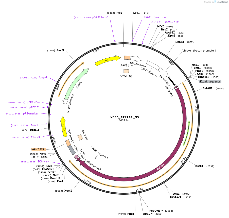 86617-plasmid-map-sequence-id-168852