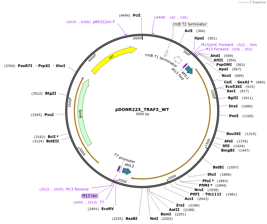 81755-plasmid-map-sequence-id-168862