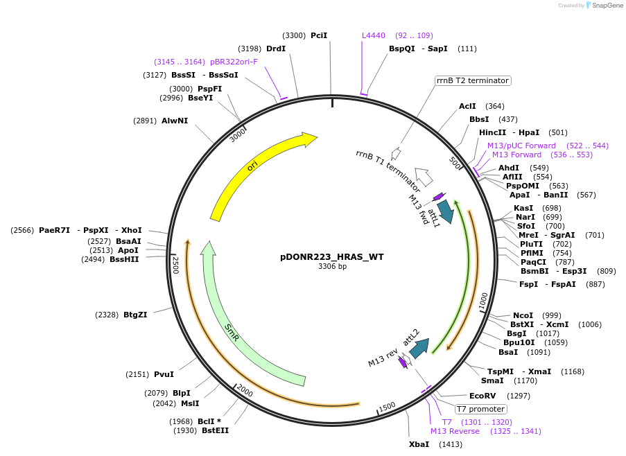 81777-plasmid-map-sequence-id-168903