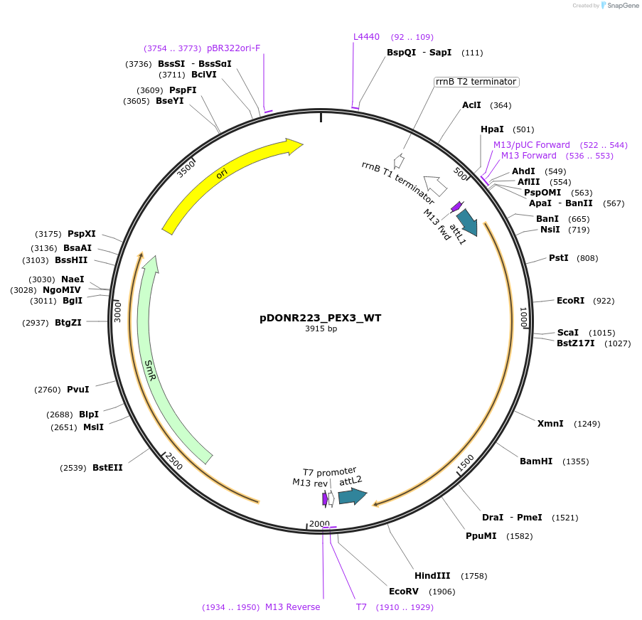 81779-plasmid-map-sequence-id-168907