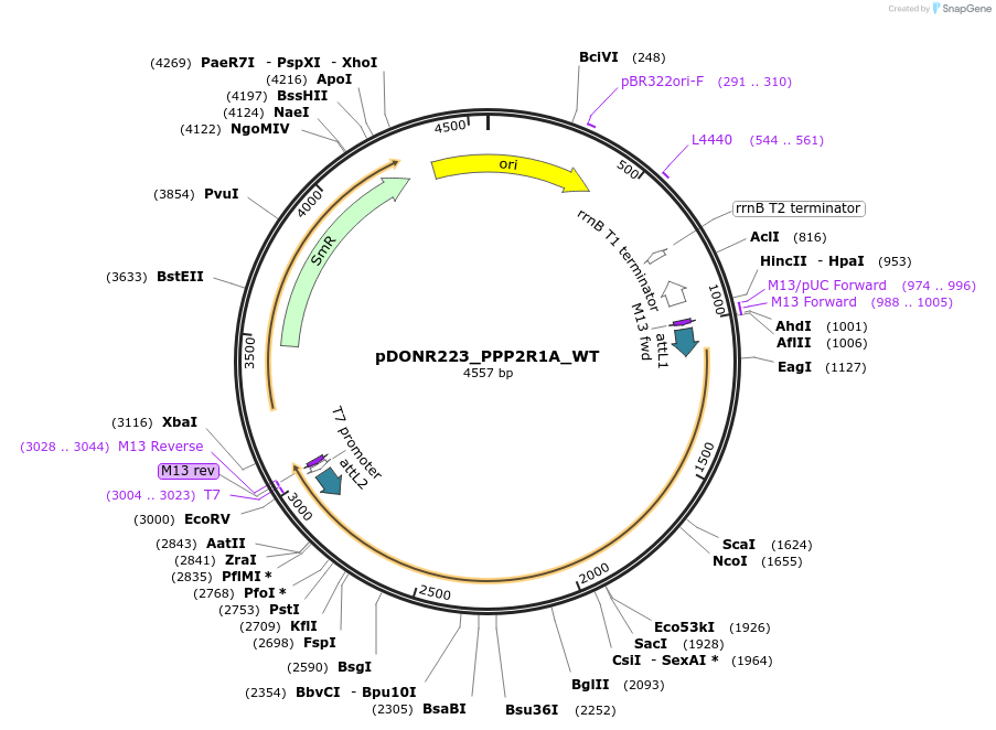 81944-plasmid-map-sequence-id-168944