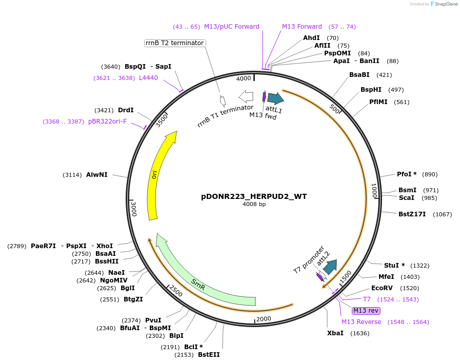 81880-plasmid-map-sequence-id-169003