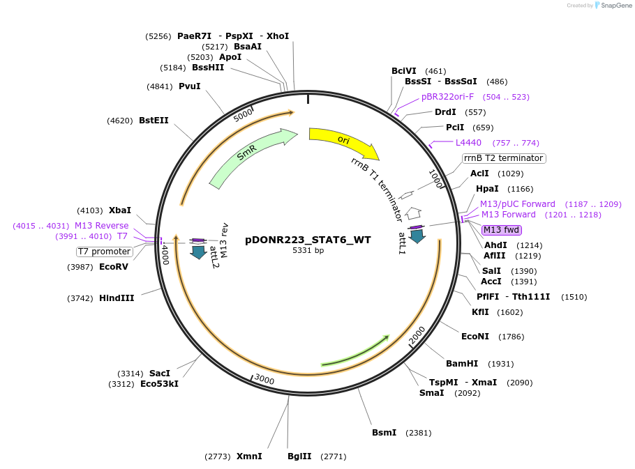 81950-plasmid-map-sequence-id-169019