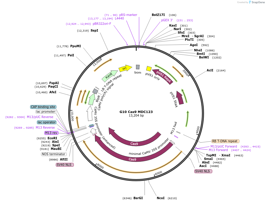 59187-plasmid-map-sequence-id-169048