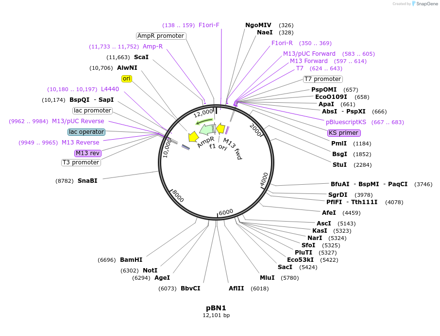 86710-plasmid-map-sequence-id-169051