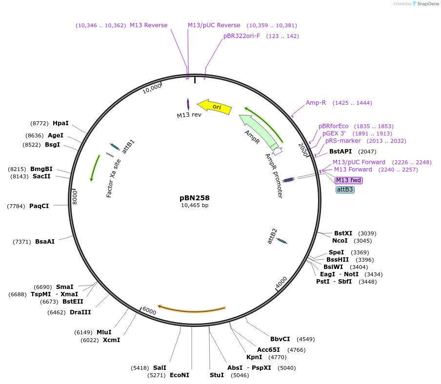 86721-plasmid-map-sequence-id-169062