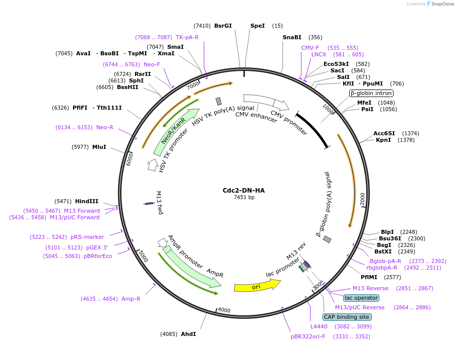 1889-plasmid-map-sequence-id-169083