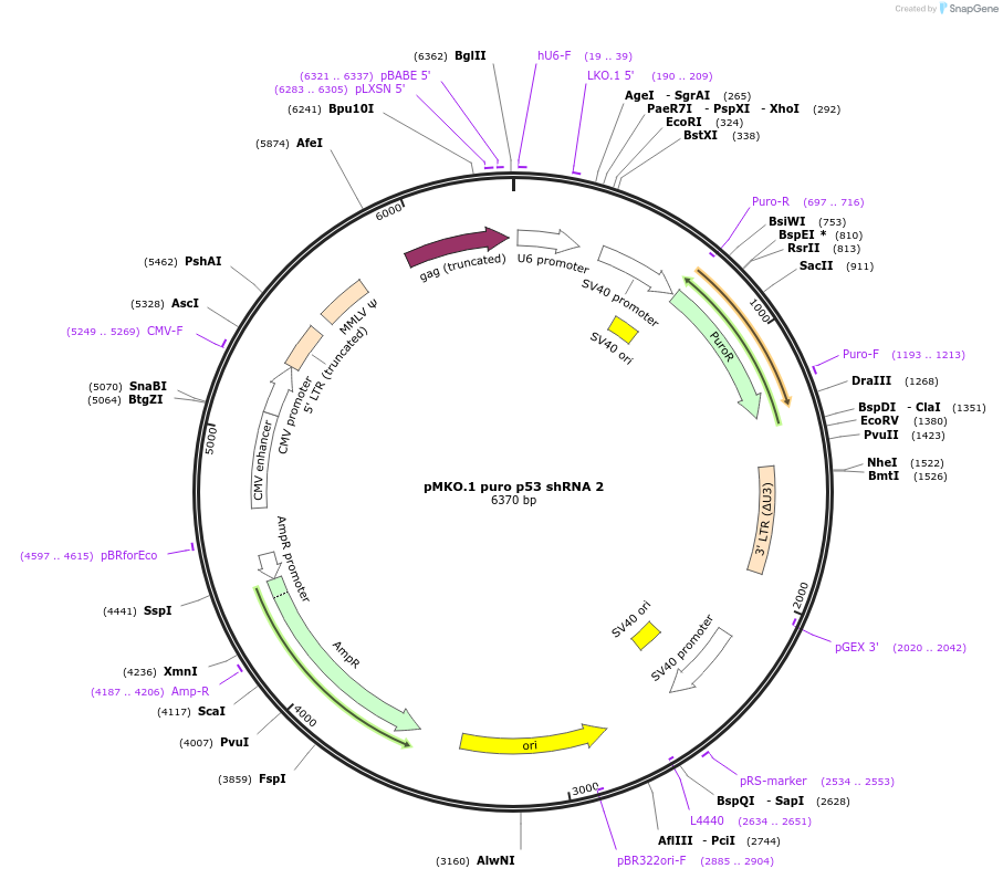 10672-plasmid-map-sequence-id-169091