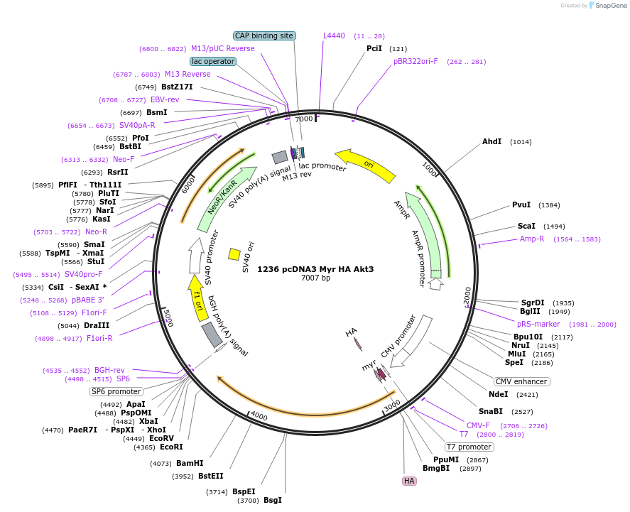 9017-plasmid-map-sequence-id-169120