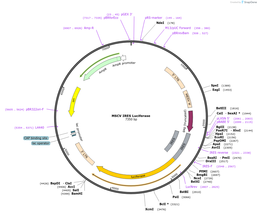 18760-plasmid-map-sequence-id-169127