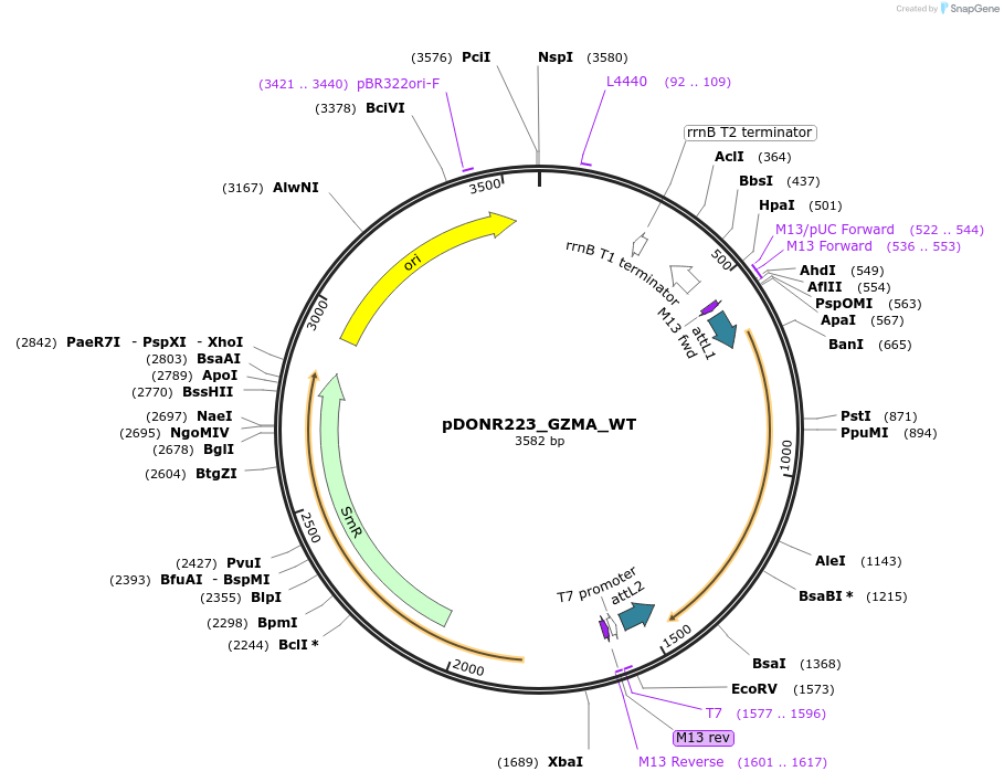 81792-plasmid-map-sequence-id-169146