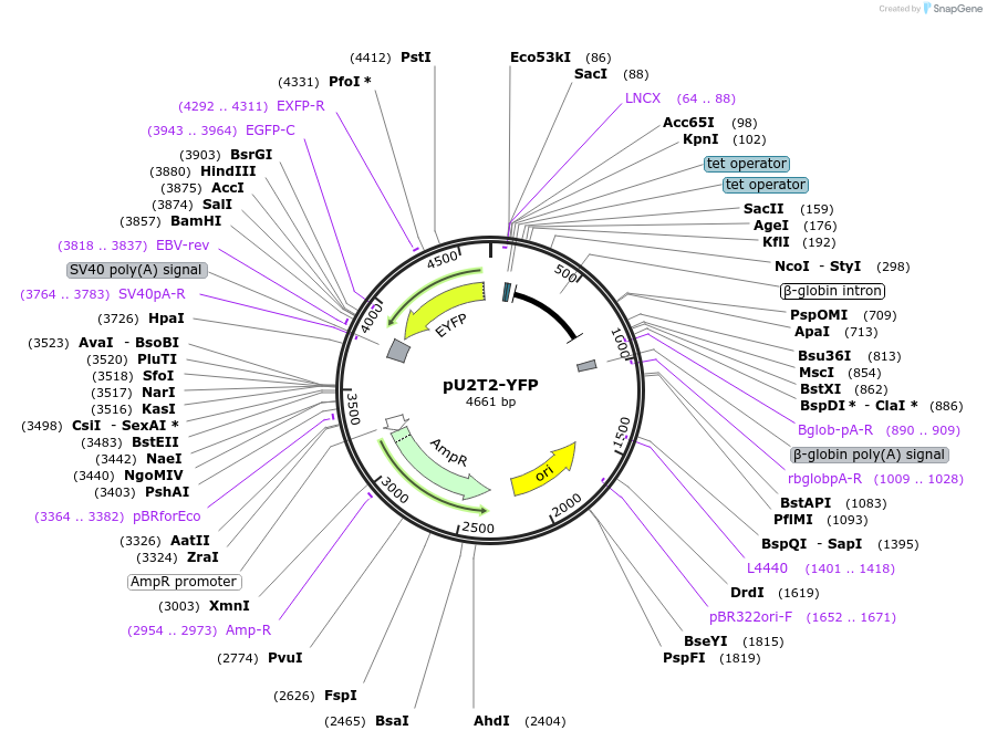 84543-plasmid-map-sequence-id-169170