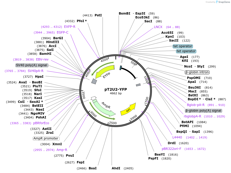 84544-plasmid-map-sequence-id-169173