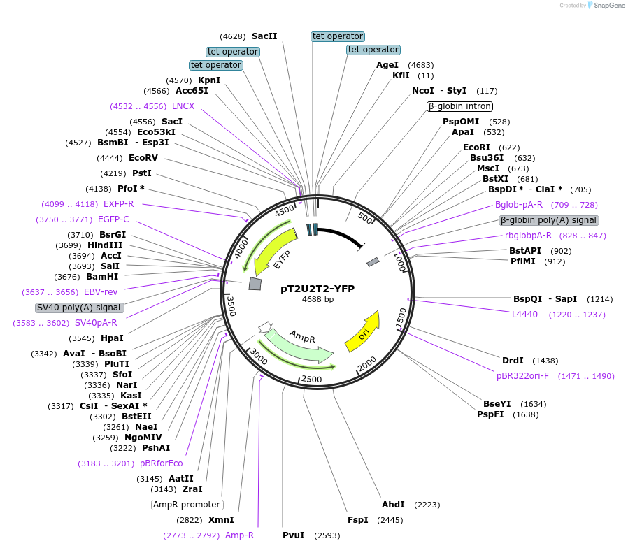 84549-plasmid-map-sequence-id-169187