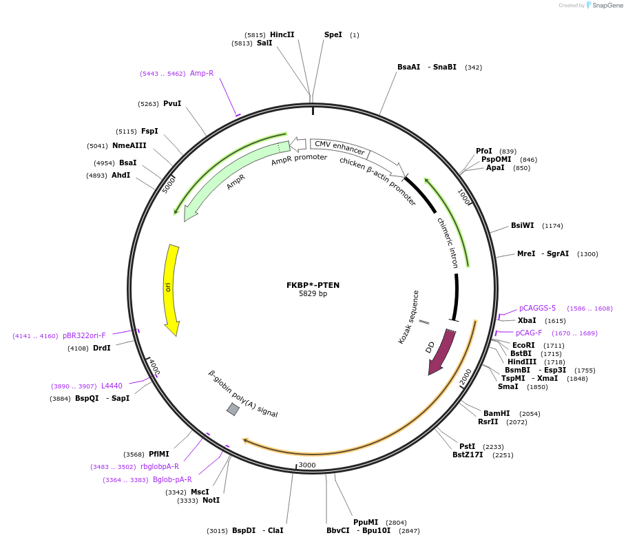 86781-plasmid-map-sequence-id-169199