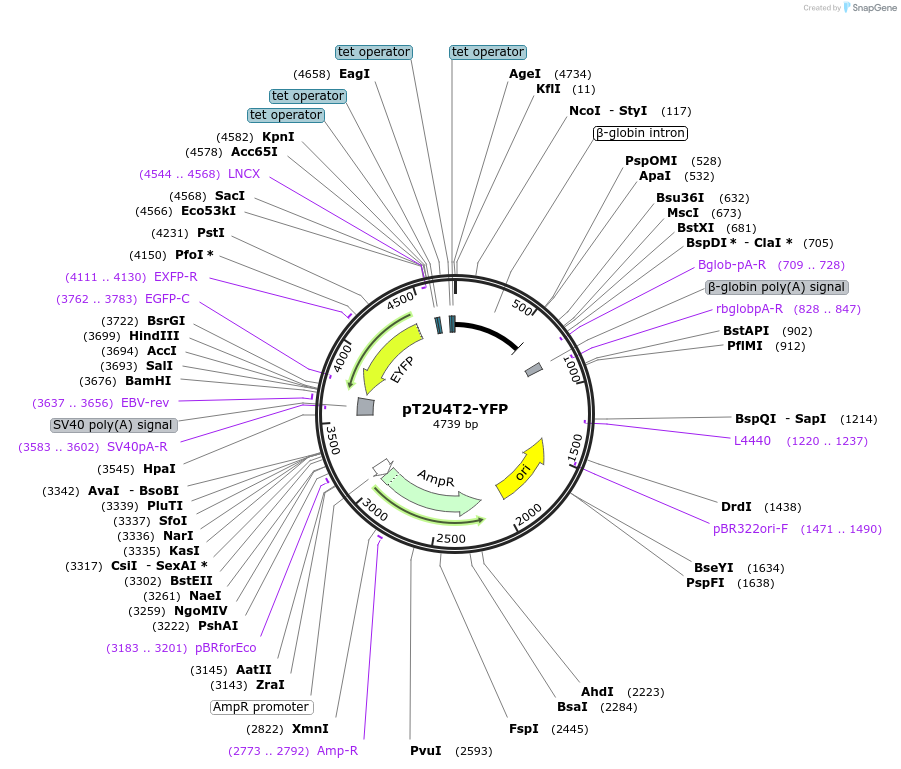 84553-plasmid-map-sequence-id-169202