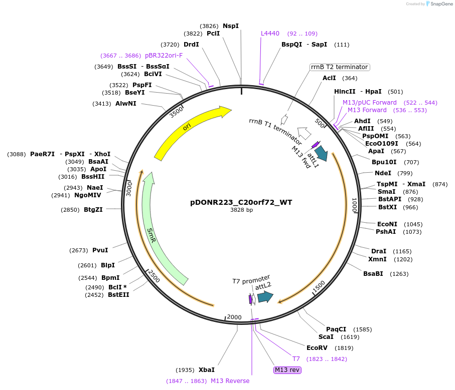81806-plasmid-map-sequence-id-169221