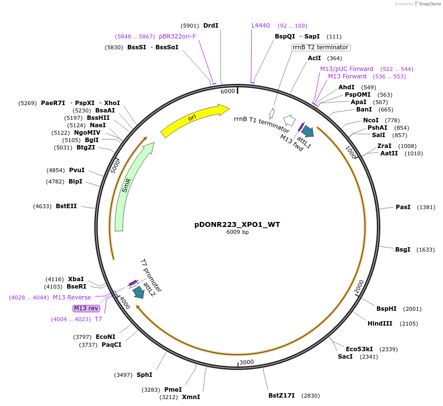 81812-plasmid-map-sequence-id-169232
