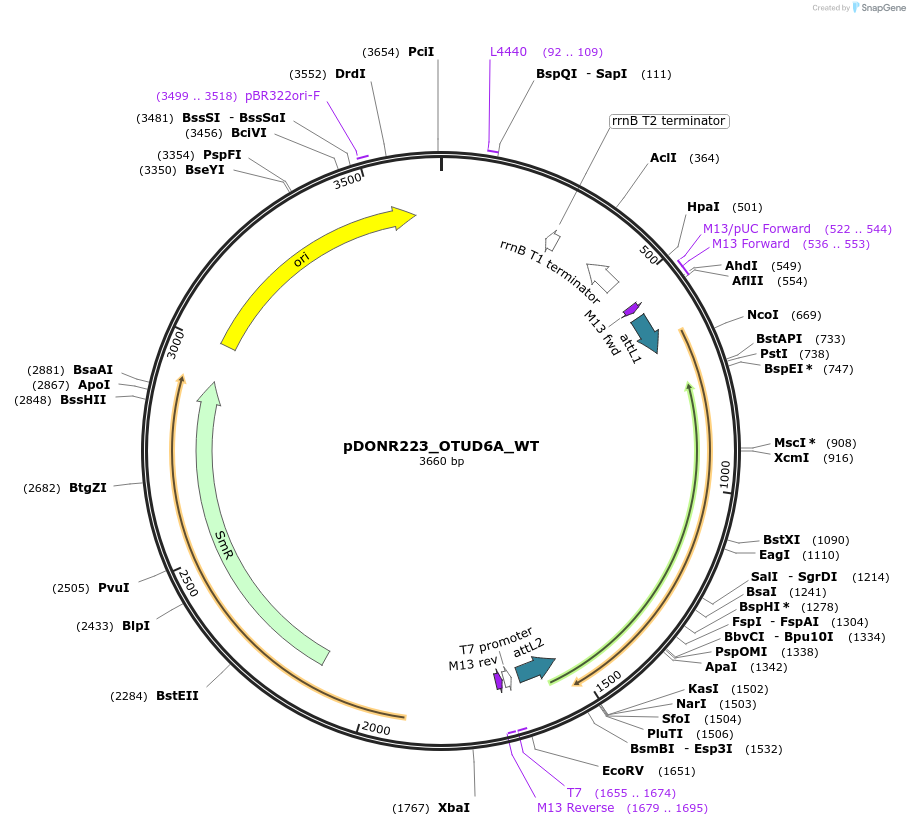 81813-plasmid-map-sequence-id-169235
