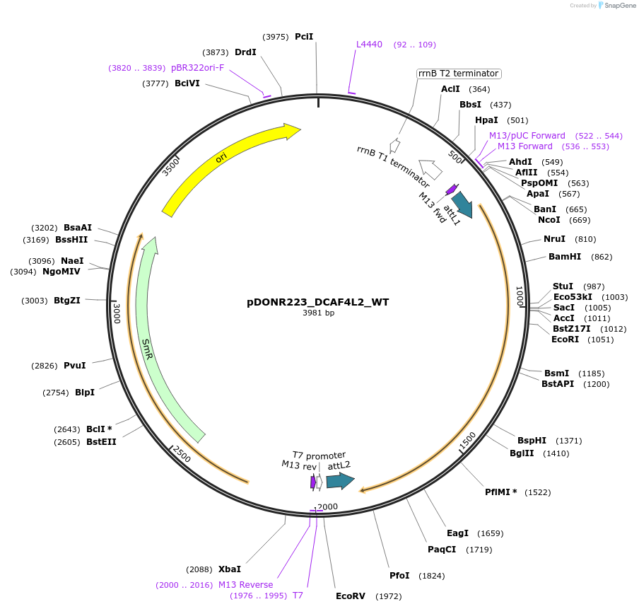 81817-plasmid-map-sequence-id-169243