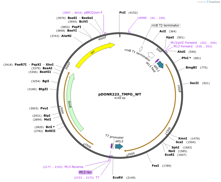 81818-plasmid-map-sequence-id-169244