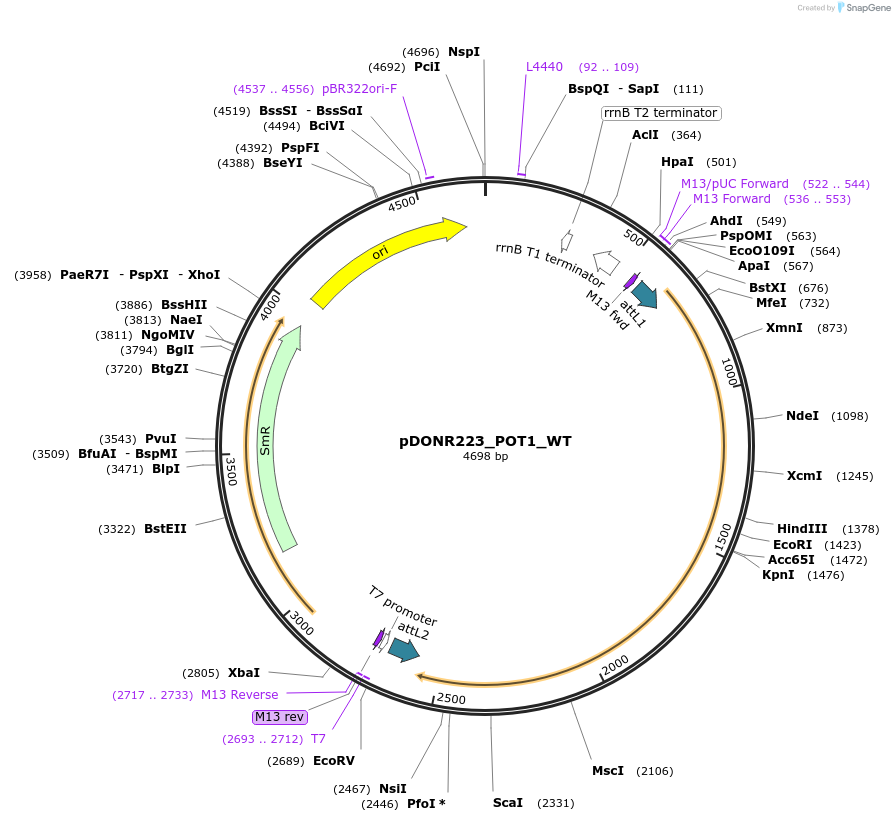81820-plasmid-map-sequence-id-169246