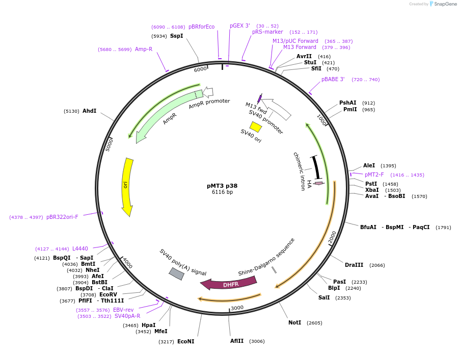 12658-plasmid-map-sequence-id-169265
