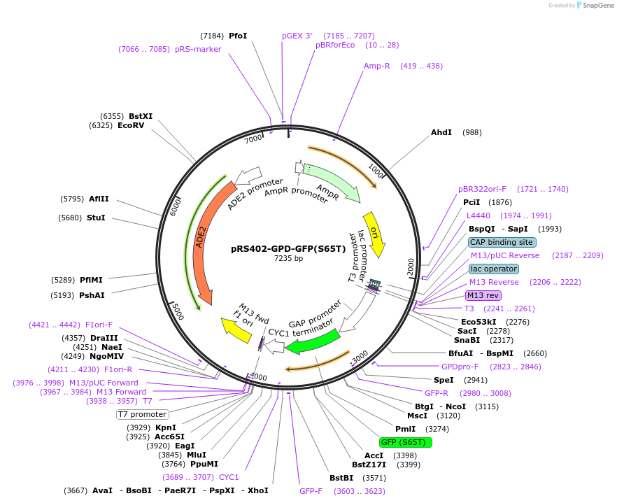 85190-plasmid-map-sequence-id-169277