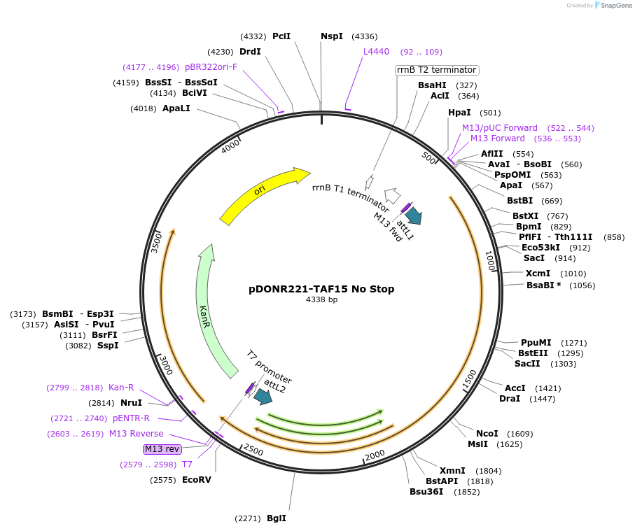 84896-plasmid-map-sequence-id-169289