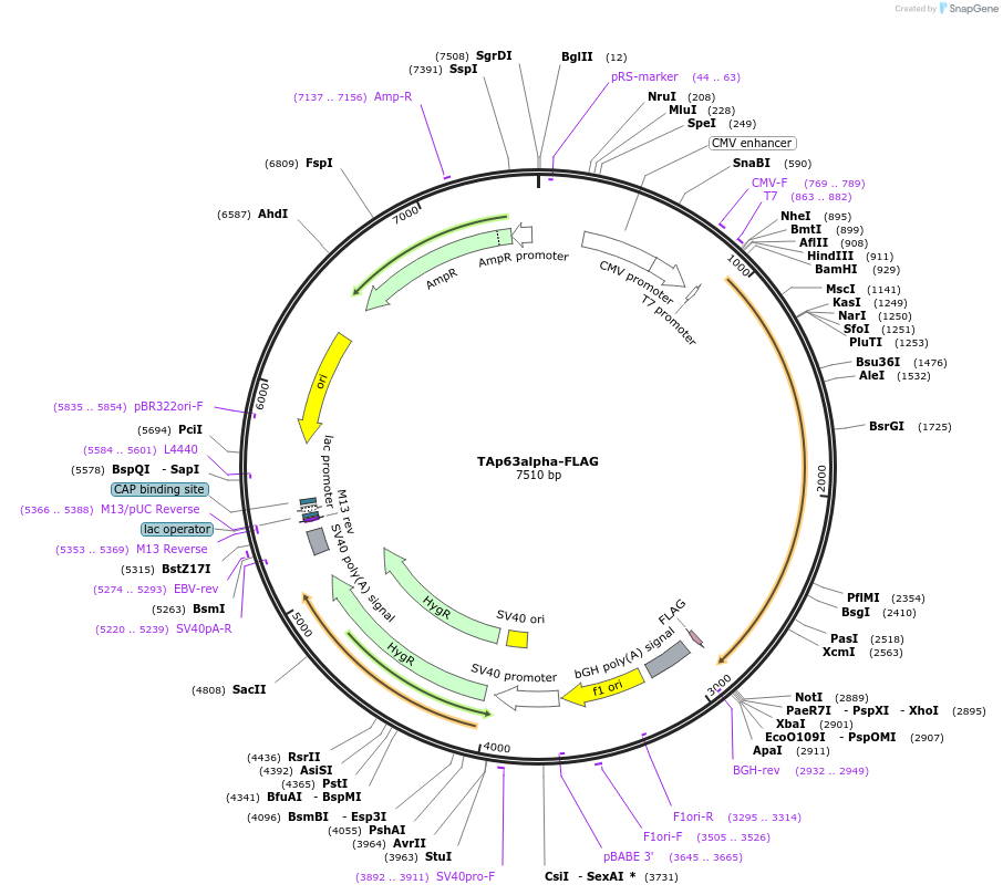 27008-plasmid-map-sequence-id-169367